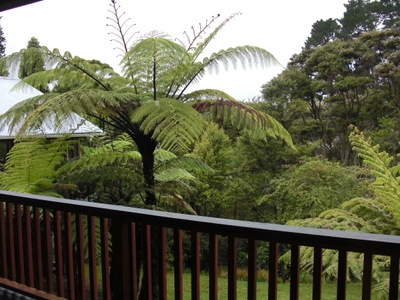 tree fern